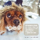 Rivvet Hirschtalg Pfotensalbe  Schnauze Nase 1500x1500px.webp