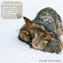 Rivvet Hirschtalg Pfotensalbe  Winterschutz 1500x1500px.webp